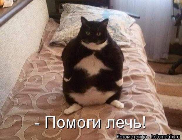 Забавные котоматрицы