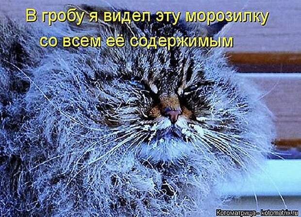 1452279974_kotomatricy-11