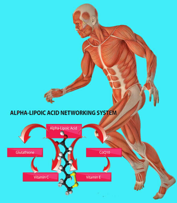 Альфа-липоевая кислота и рассеянный склероз