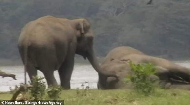 Некоторые из слонов даже дотрагиваются до него хоботом, как бы лаская и общаясь с ним в последний раз. вожак, животные, прощание, слон, слоны, стадо, церемония прощания, шри-ланка