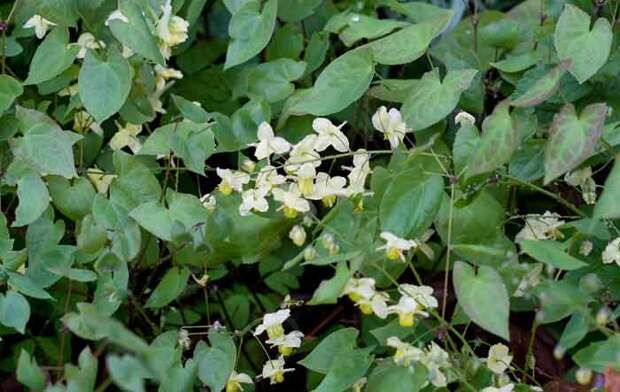 Горянка корейская Горянка корейская