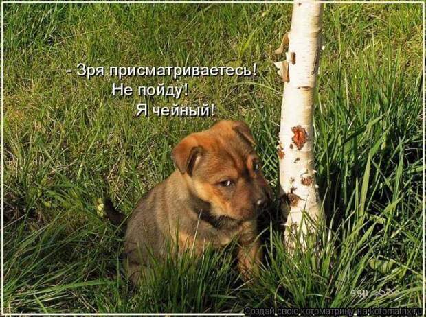 Мысли вслух :)