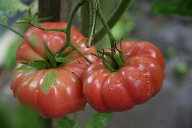Розовые помидоры в процессе созревания обладают бесцветной кожицей и красной мякотью