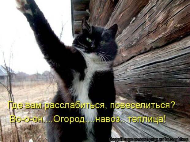 Котоматрицы(картинки с надписями)