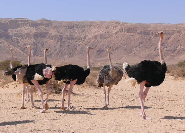 Просто на всякий случай. Африканский страус гифки, животные, птицы, факты