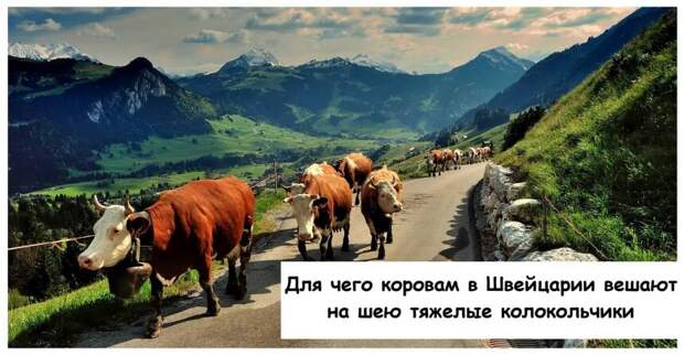 Для чего коровам в Швейцарии вешают на шею тяжелые колокольчики