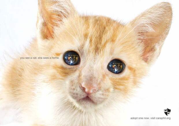 рекламные кампании о животных раскрывающие правду (48)