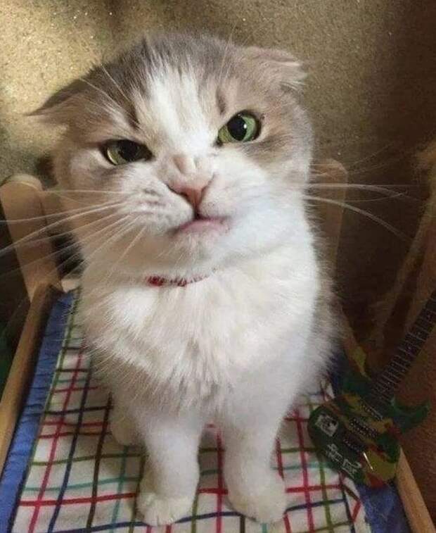 Смешные злюки!