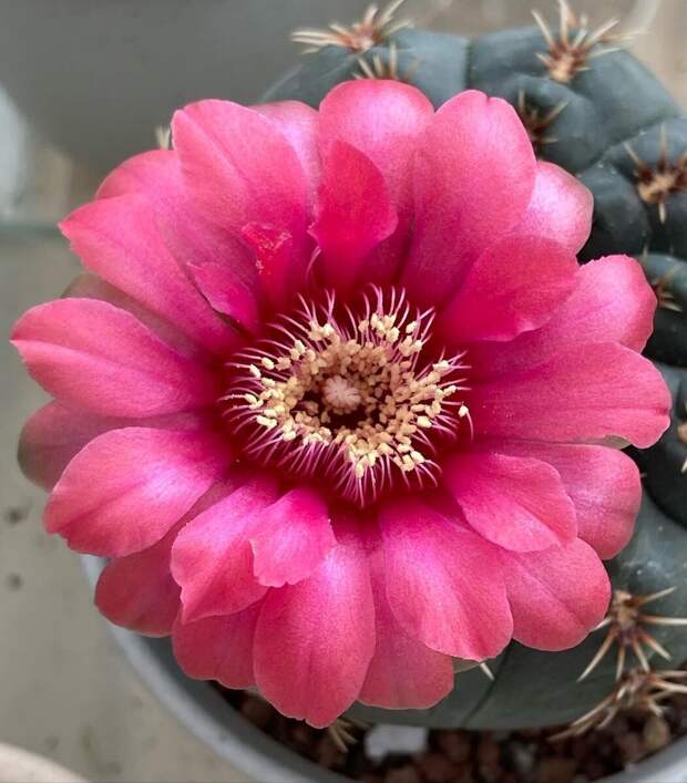 Gymnocalycium baldianum @busaba.plant 