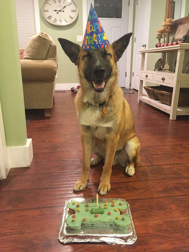Pets-That-Have-Better-Birthday-Parties-Than-You-5706b252e7eee__700