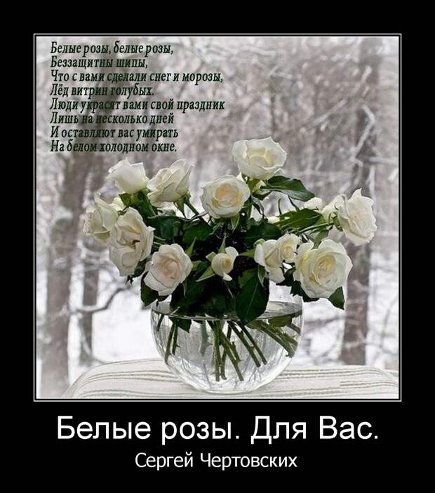 белые розы ласковый май текст. белые розы белые розы беззащитны шипы. девушка с волосами цвета льна. песня белые розы беззащитны шипы. белые розы без защитнны шипы.