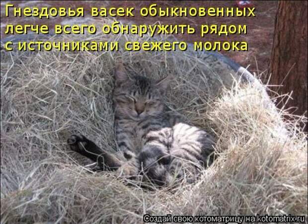 Мысли вслух :)