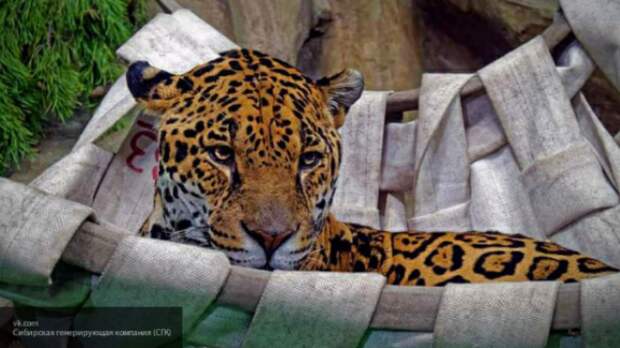 Ягуарам из зоопарка Новосибирска подарили самодельные гамаки