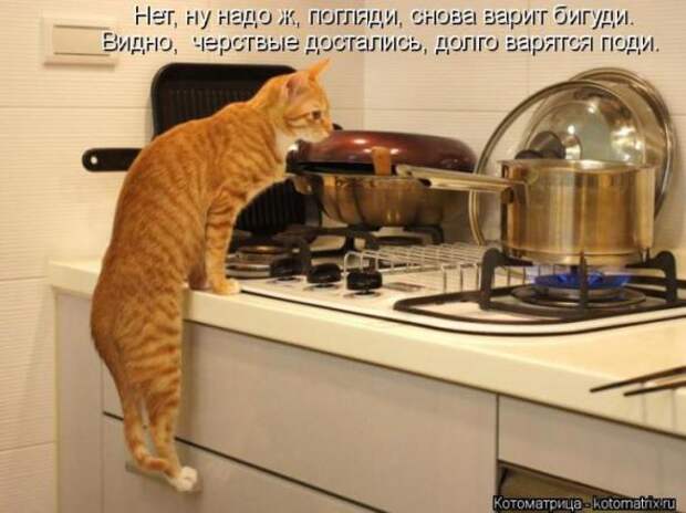 Котоматрицы (картинки с надписями)