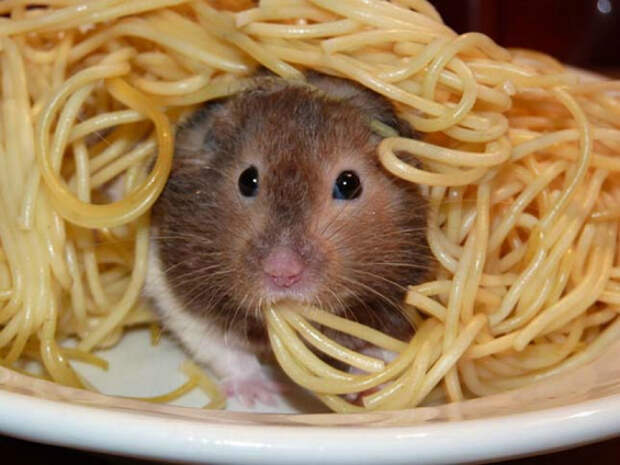 Хомяк в спагетти.