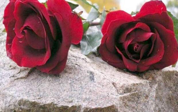 две красные розы