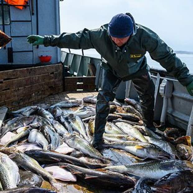 В России предупредили об ограничении ввоза рыбной продукции из Японии
