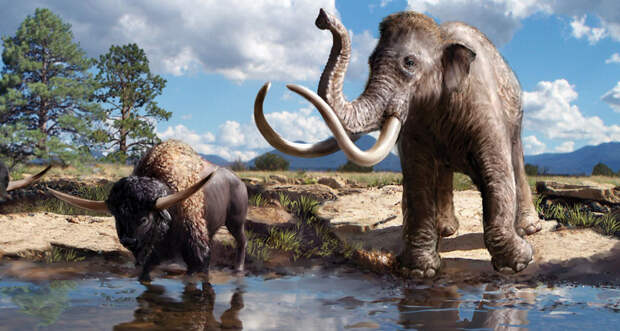 an illustration of two Pleistocene animals, a bison and a mammoth at a watering hole on a cloudy day