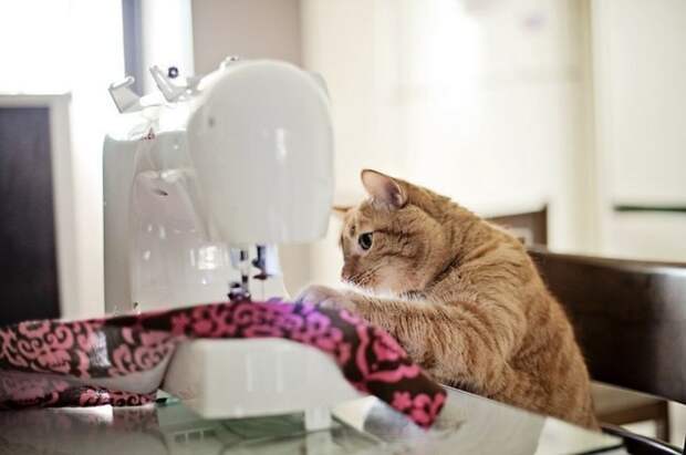 Субботний котопост картинки с надписями., смешные коты и кошки, фотоприколы