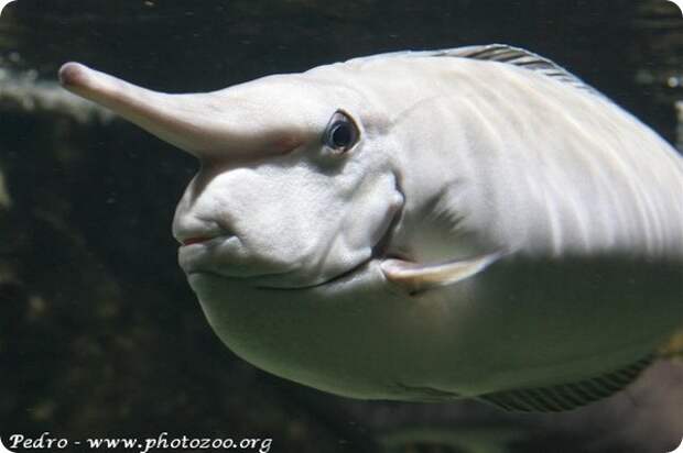 Настоящий носач Naso annulatus