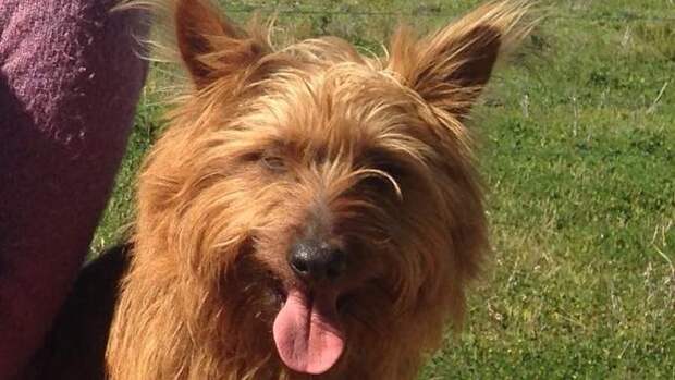 Rusty the dog went missing from his family’s home in Queensland and was found in Snowtown, South Australia.