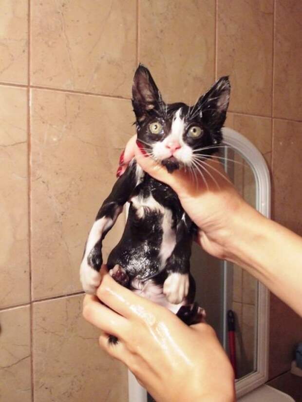 Неправильные коты  вода, кот