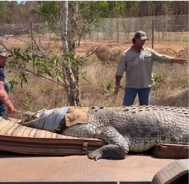 Австралийские страсти: гигантский крокодил охотился на коров