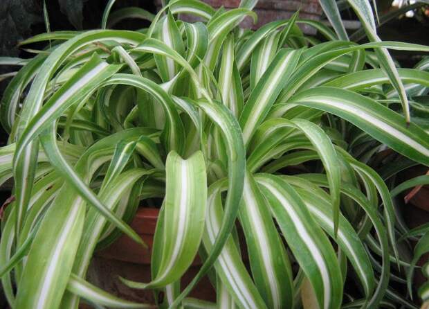Комнатные растения, очищающие воздух plants04 Комнатные растения, очищающие воздух