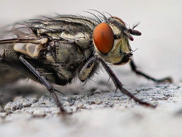 Ученые СФУ открыли новый вид мух-паразитов, живущих на муравьях