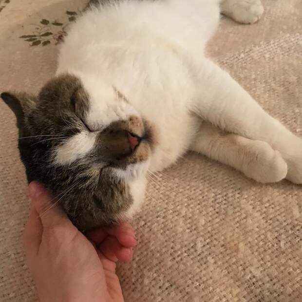 Без кота и жизнь не та