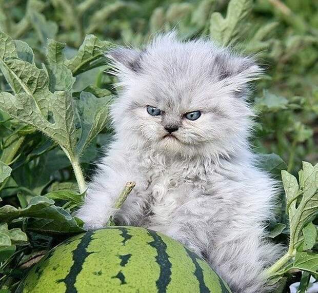 Смешные злюки!