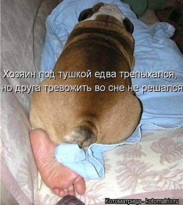 Котоматрицы (картинки с надписями)