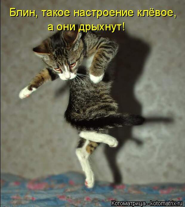Котоматрица: Блин, такое настроение клёвое,  а они дрыхнут!