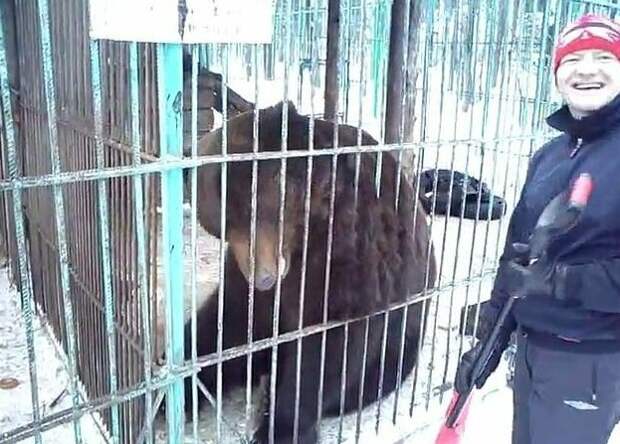 Медведь откусил женщине руку во время вечеринки ynews, Ачинск, медведь, нападение на человека, новости, травма, турбаза, чрезвычайное происшествие