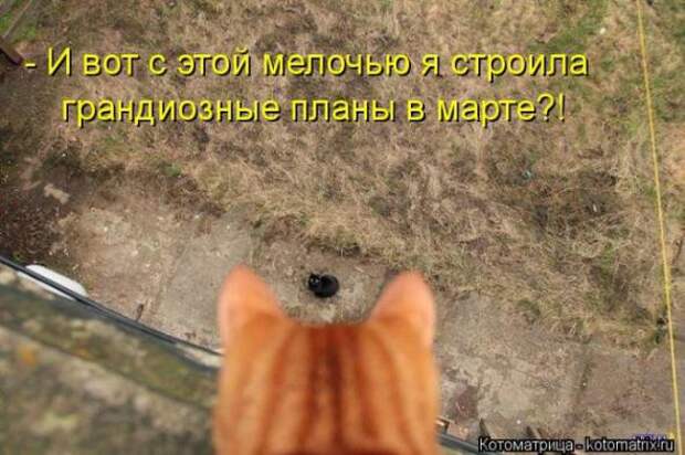 Котоматрицы(картинки с надписями)