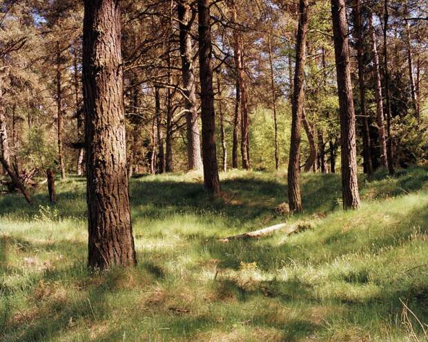 Фотопроект "Камуфляж" - найдите снайпера на фотографии Фотопроект "Камуфляж" - найдите снайпера на фотографии камуфляж, снайпер