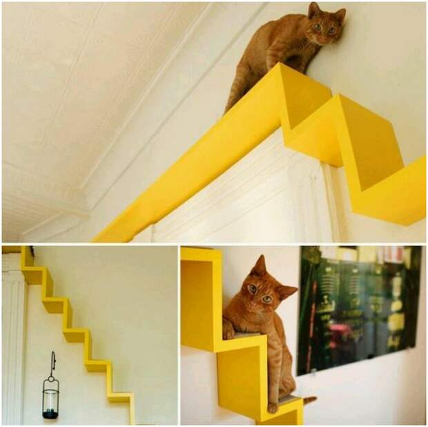 Полки для котов  развлечение для вас и вашего питомца