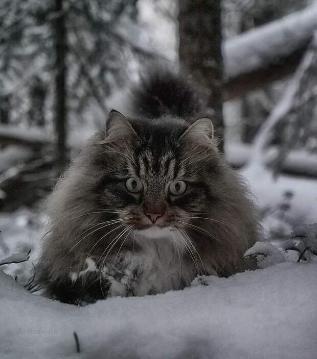 Подборка фотографий сказочно красивых сибирских котиков