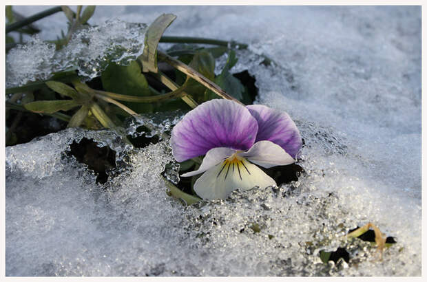Фотография Эти глазки способны растопить даже снег из раздела природа 1085728 - фото.сайт - Photosight.ru