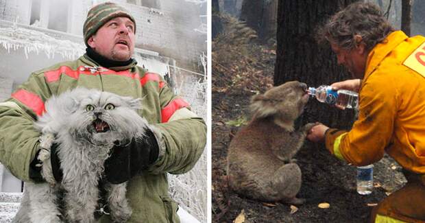 20 фотографий смелых пожарных, спасающих животных из огня животные, пожарные, пожары