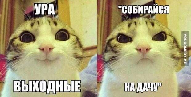 Картинки с забавными подписями