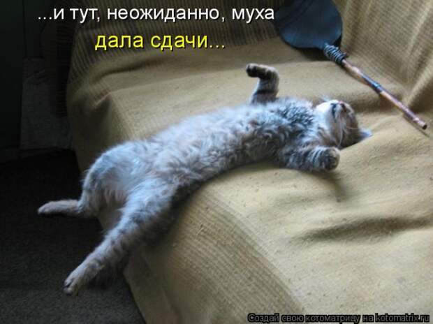 Лучшие котоматрицы недели (50 фото)