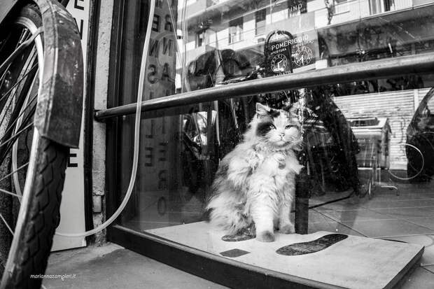 Фотографии кошек, которые живут в местах, где работают люди 21