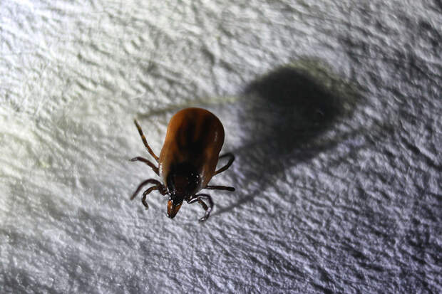 Ученый Костарной: популяций клещей может увеличиться из-за снежной зимы