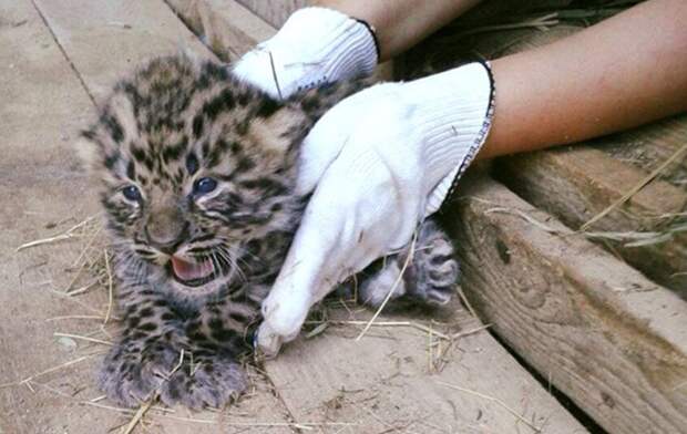Центр леопарда на Кавказе продемонстрировал первую прогулку котенка с мамой