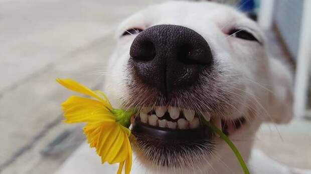 Картинки по запросу фото собака улыбается