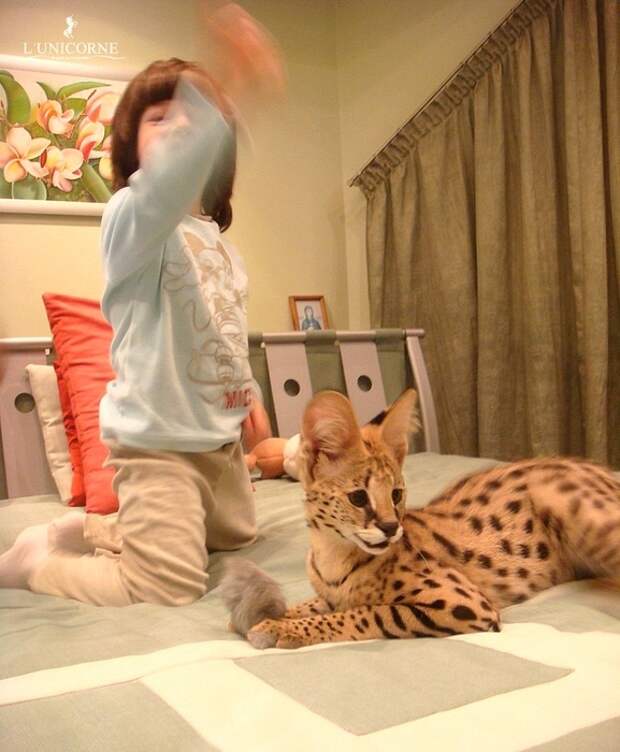Взрослые домашние Сервалы(domestic Serval)