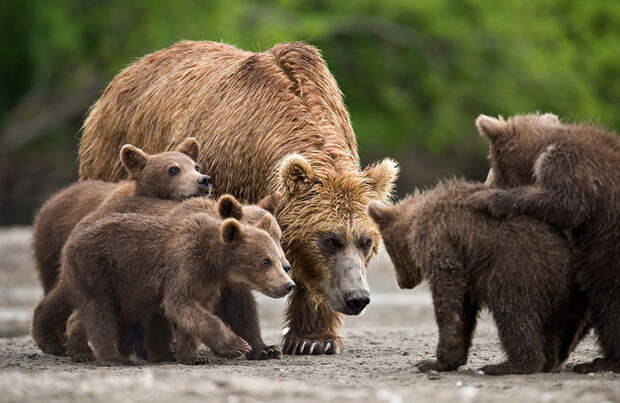 Невероятные фотографии медведей 23