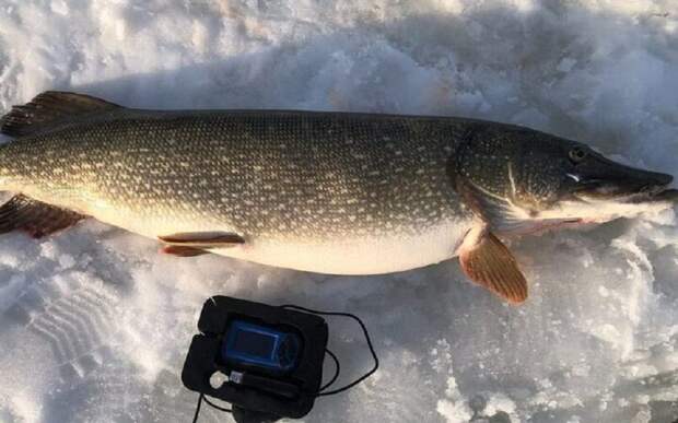 В Сасове рыбка поймал щуку на 10 кг в Ушаковском затоне