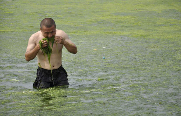 Нашествие зеленых водорослей